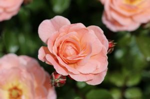 Noticias Peach Fuzz 13 1023 El Color del Ano 2024 que Envuelve de Calidez y Conexion CRIBSA BARCELONA 7 300x199 Noticias